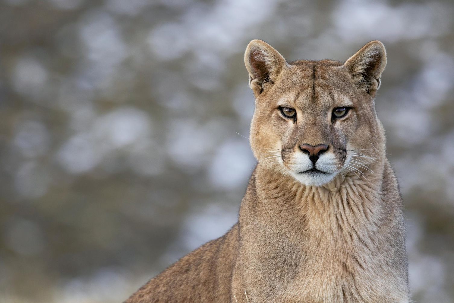 A young male puma in Torres del Paine