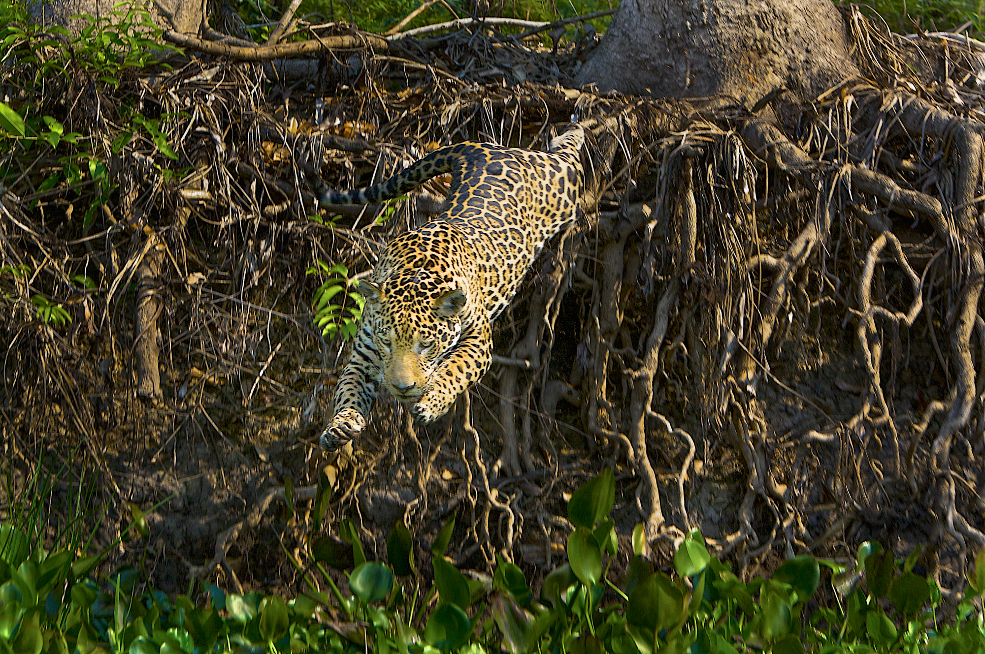 A jaguar leaps from a riverbank