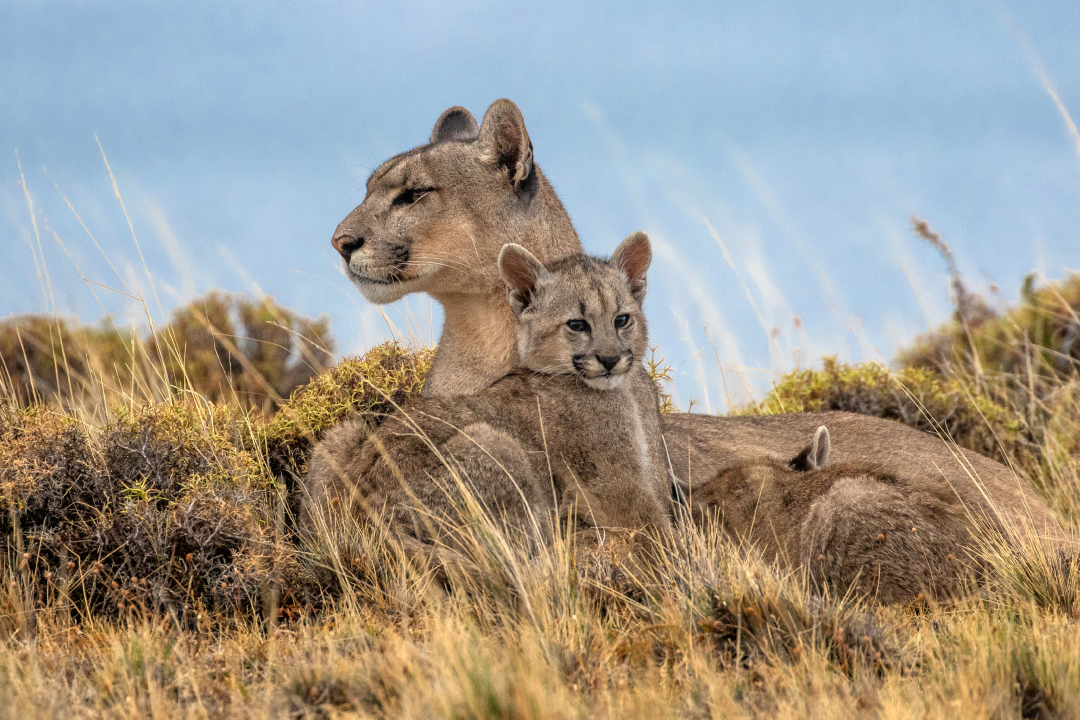 Mother and Kitten Puma's in Patagonia