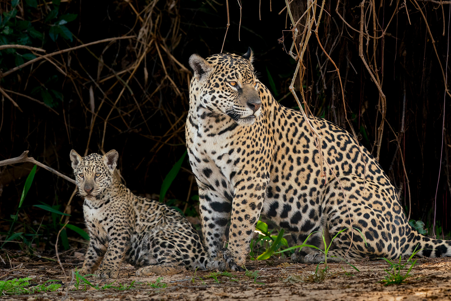 Jaguar and cub