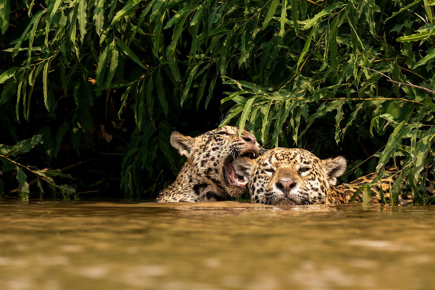 Two jaguars in the water