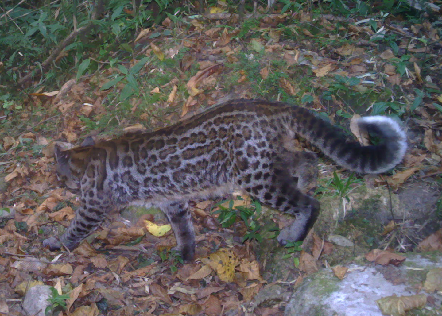 Asian golden cat in the wild