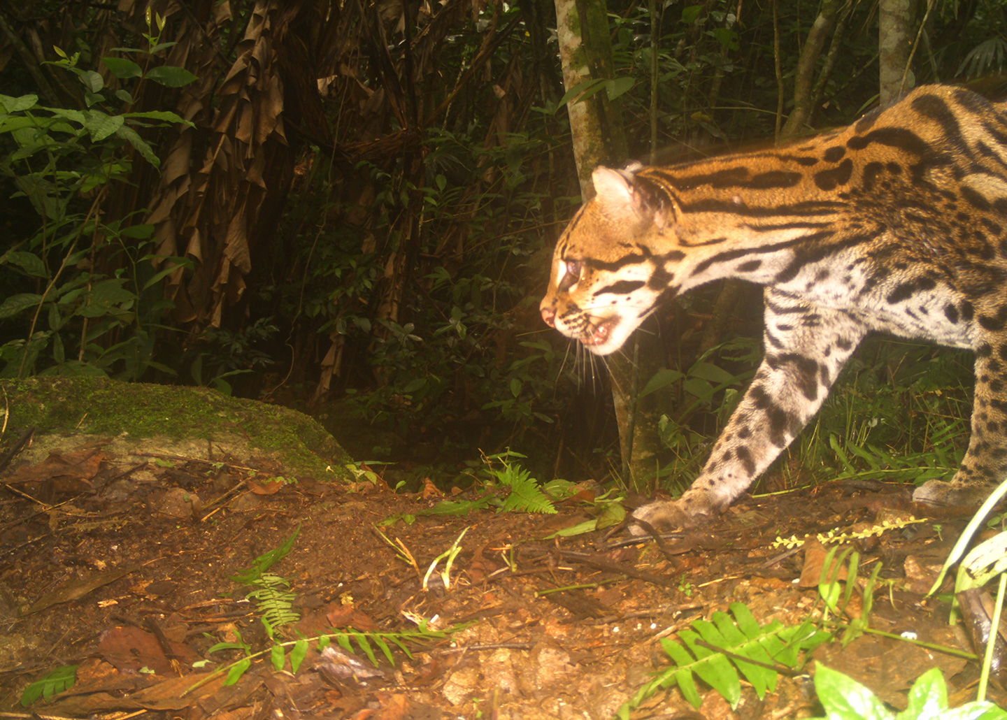 Ocelot in the forest