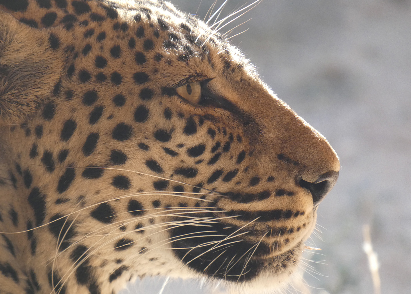 Profile of leopard