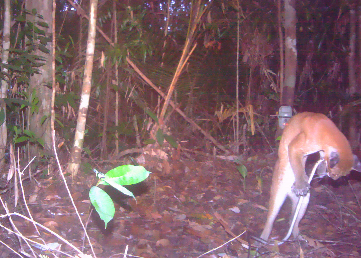 Asian golden cat fighting a snake