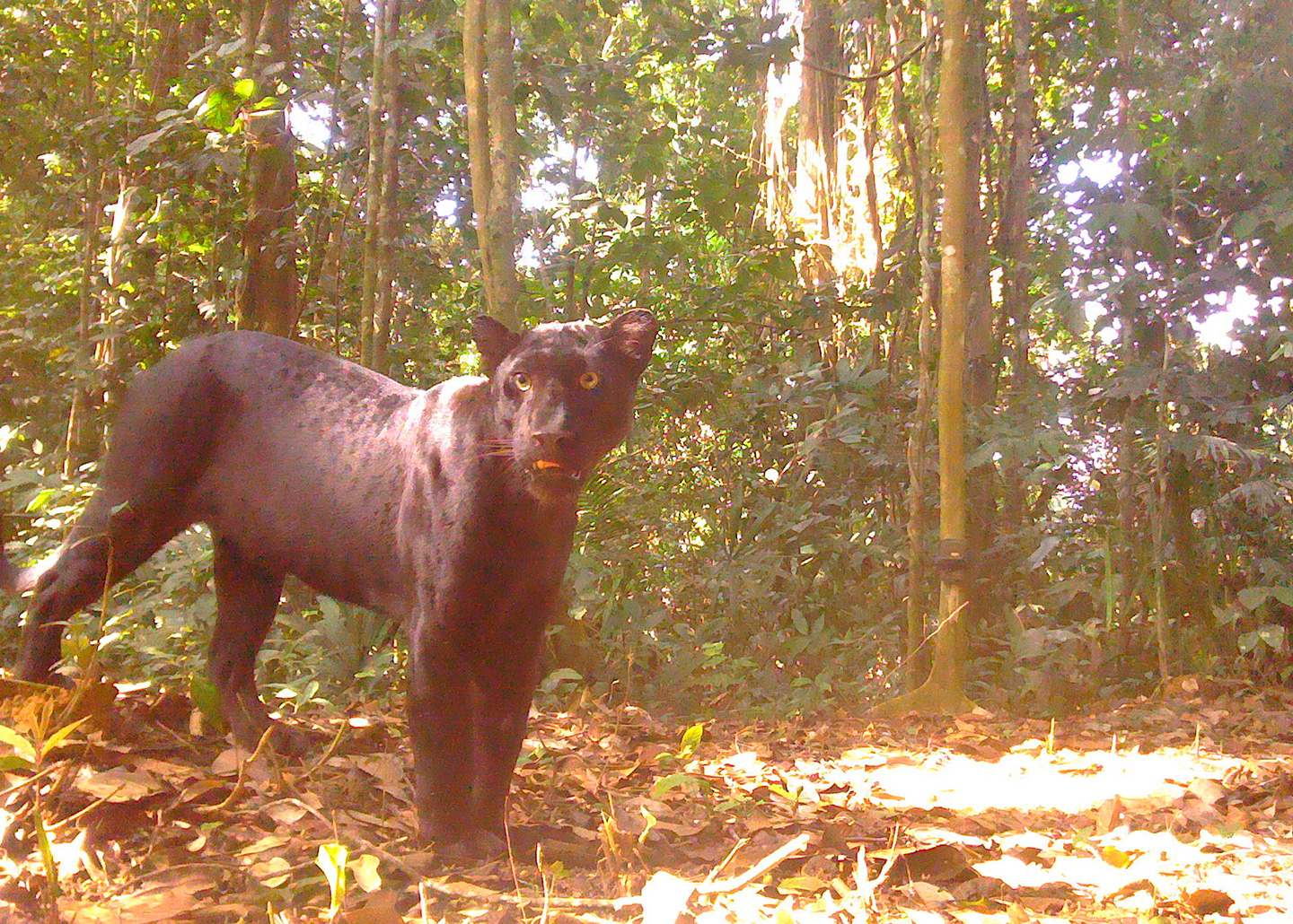 Black jaguar in the forests of Malaysia