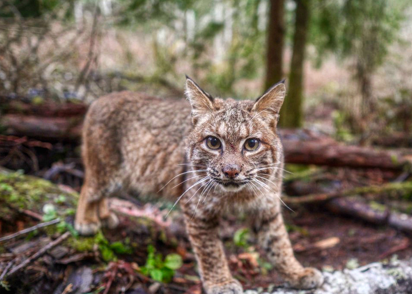 Bobcat