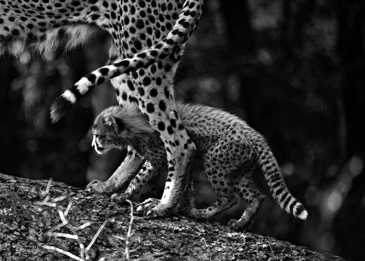 Cheetah cub and mom