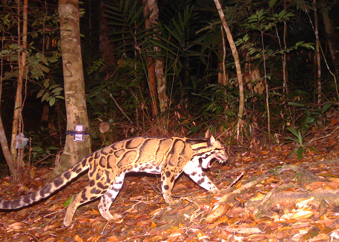 Clouded leopard at night, yawning in the forest