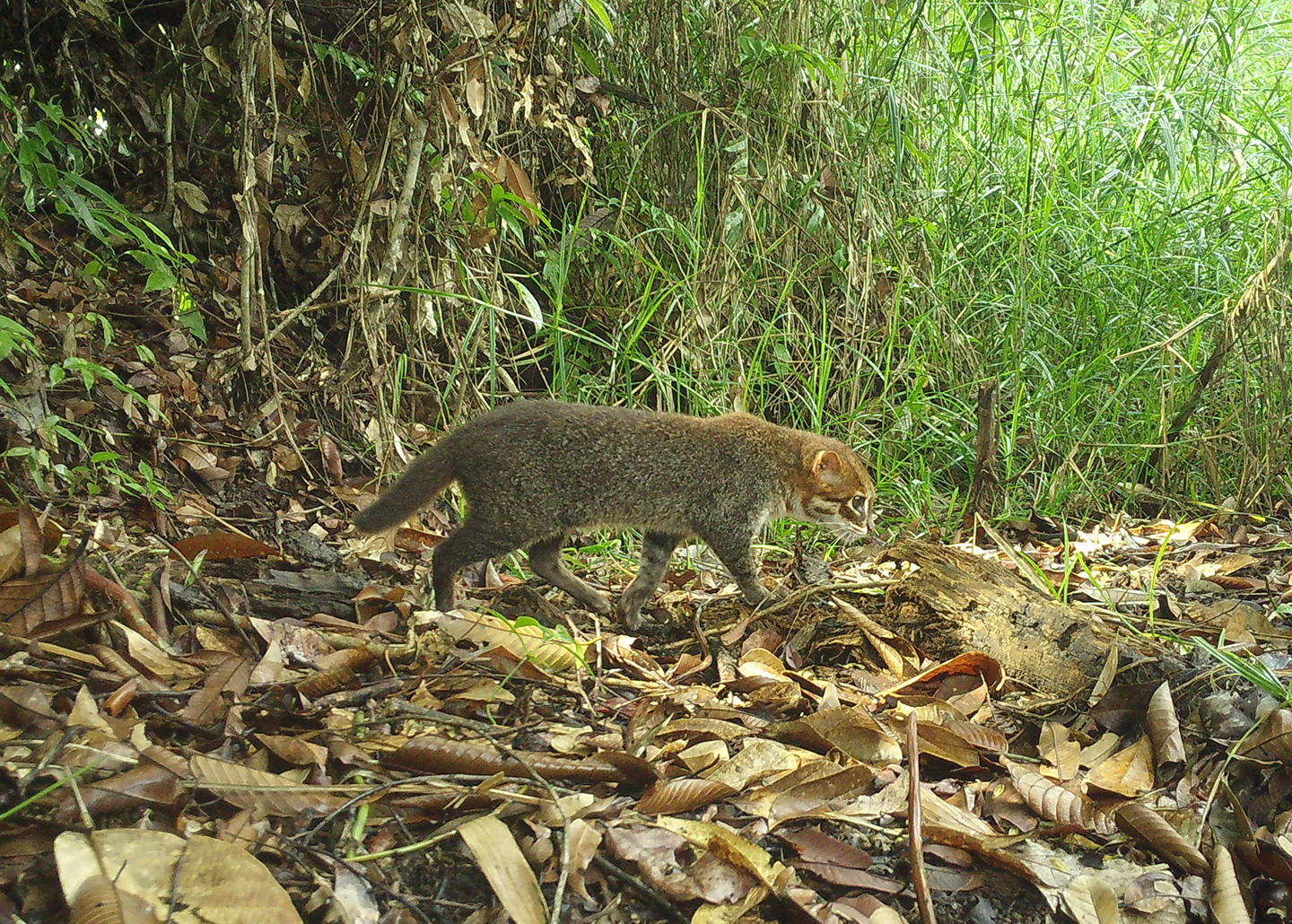 Flat-headed cat walking on leaves