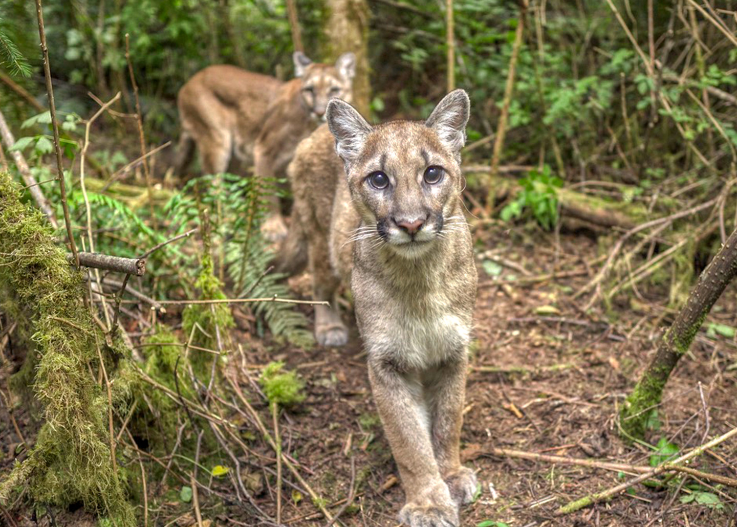 Female puma and kitten