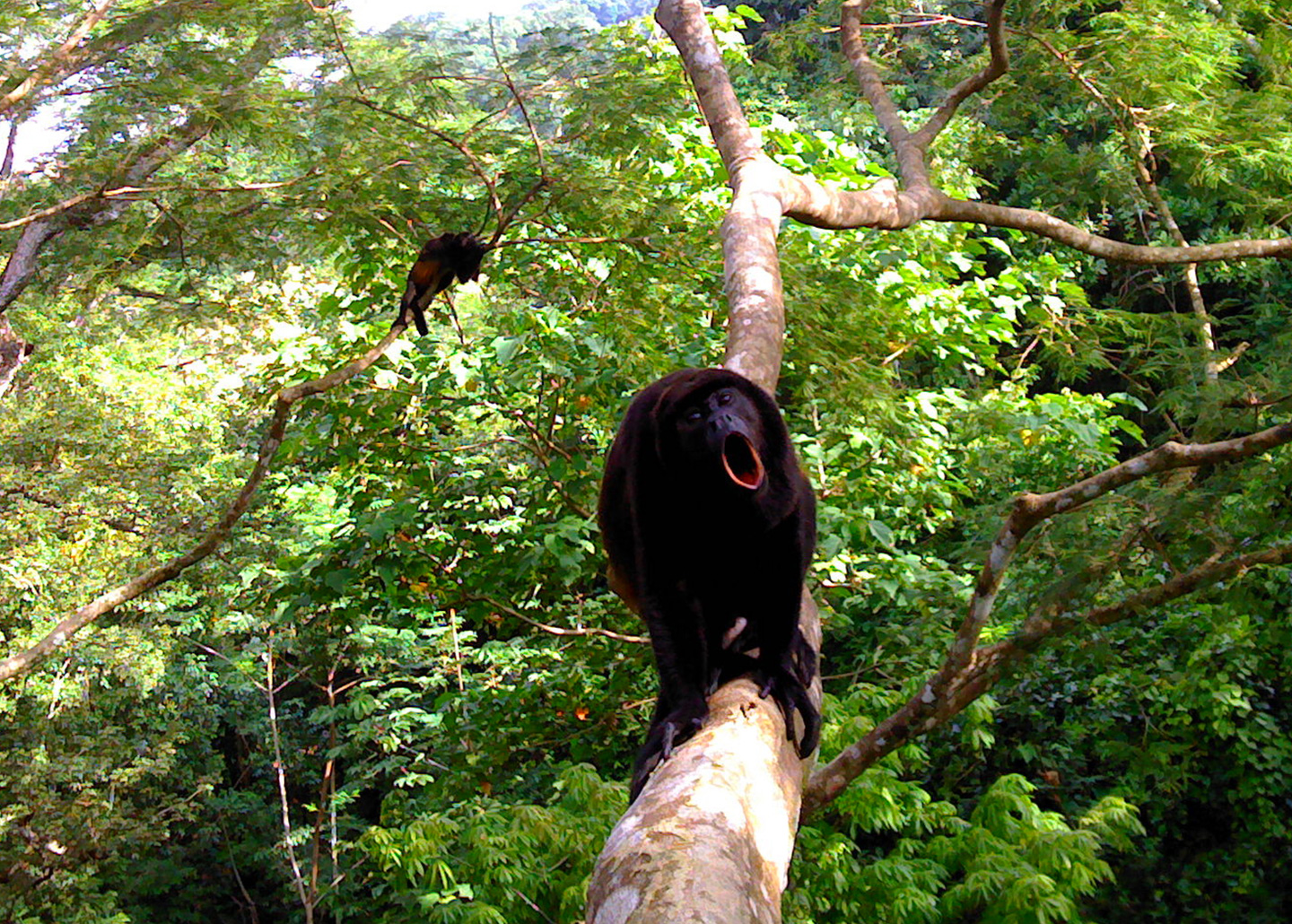 Howler monkey in a tree, yelling