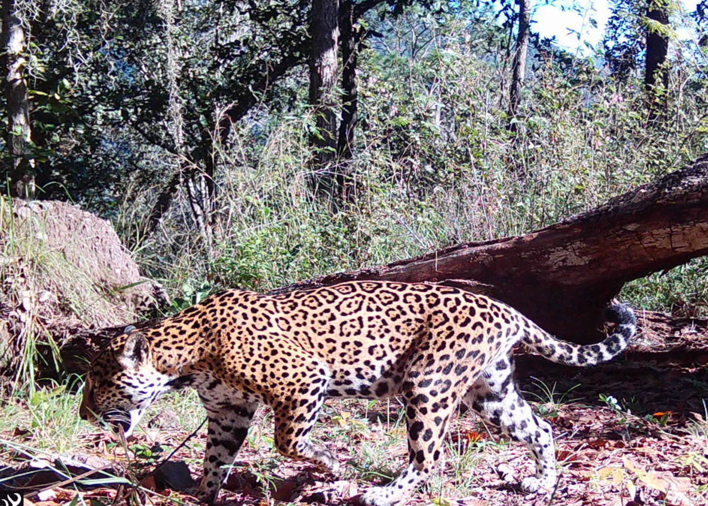 Jaguar in the forest