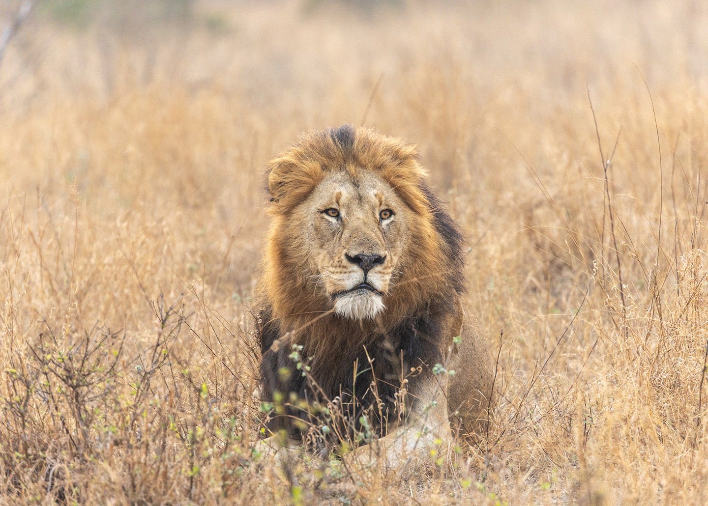 Lion in field