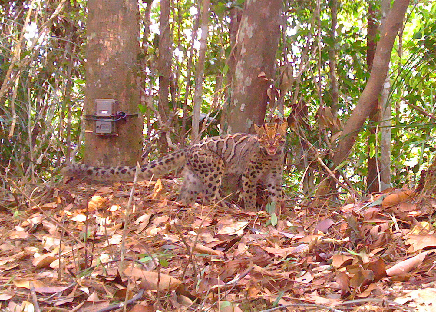 A marbled cat hissing in the forest