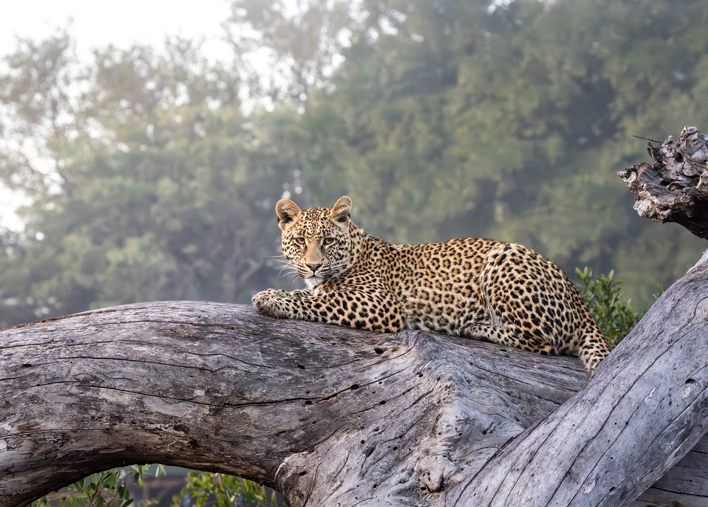 Leopard on a rock