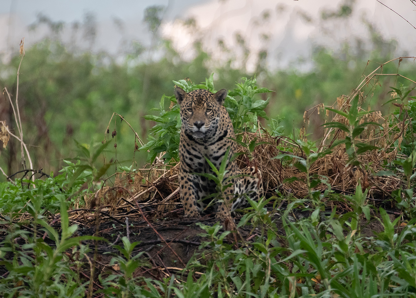 Jaguar in the wetlands