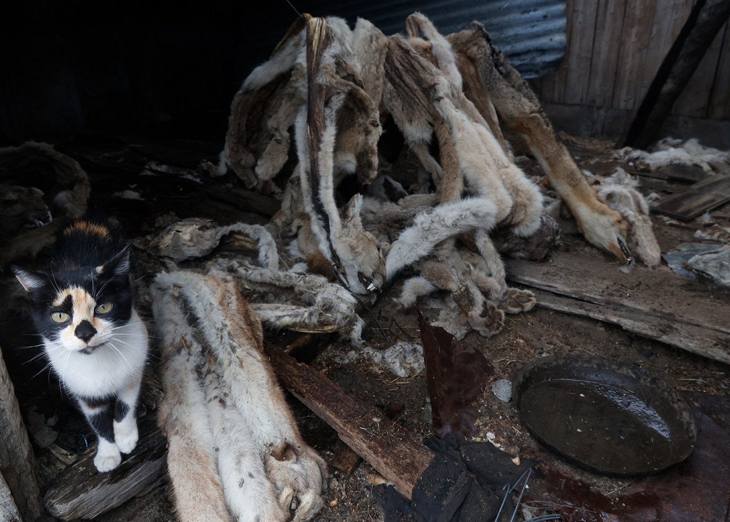 House cat next to poached puma skins