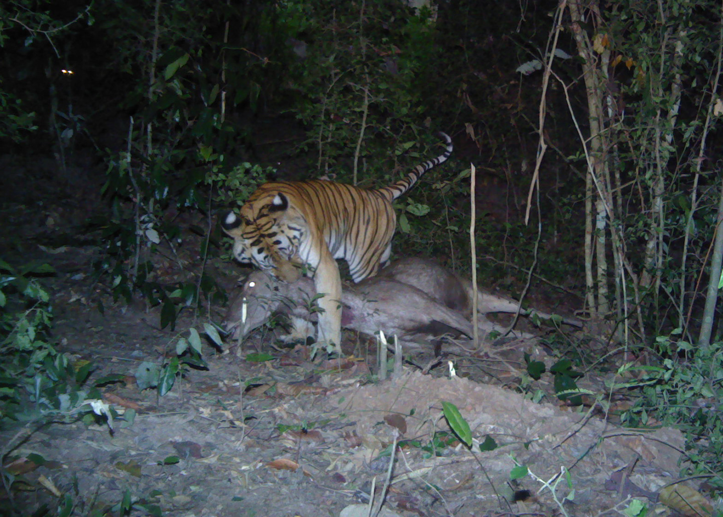 Tiger eating deer