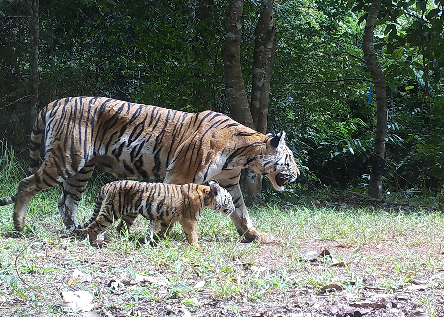 Tiger cub and mom walking