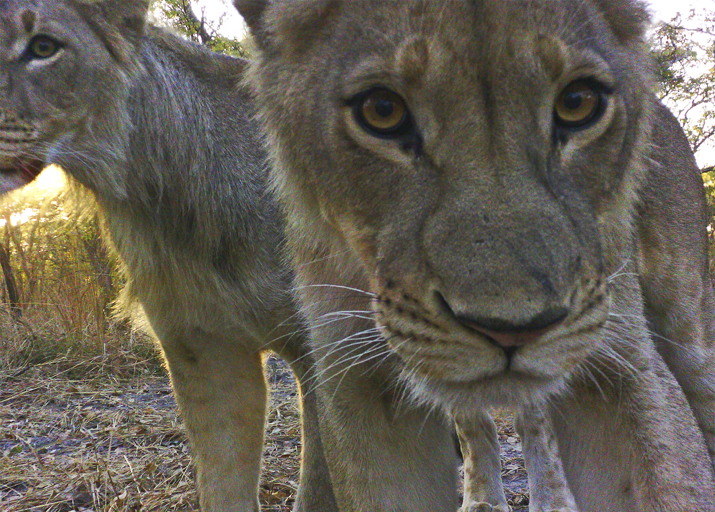 Two lion cubs