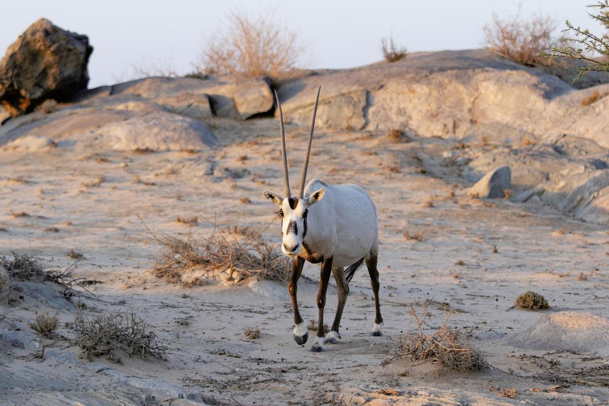  Arabian Oryx