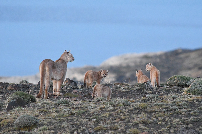 Family of pumas