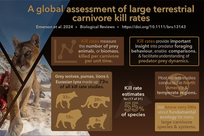 Infographic on Puma prey