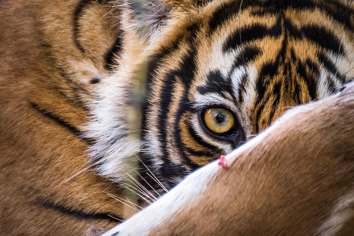 siberian tiger poaching