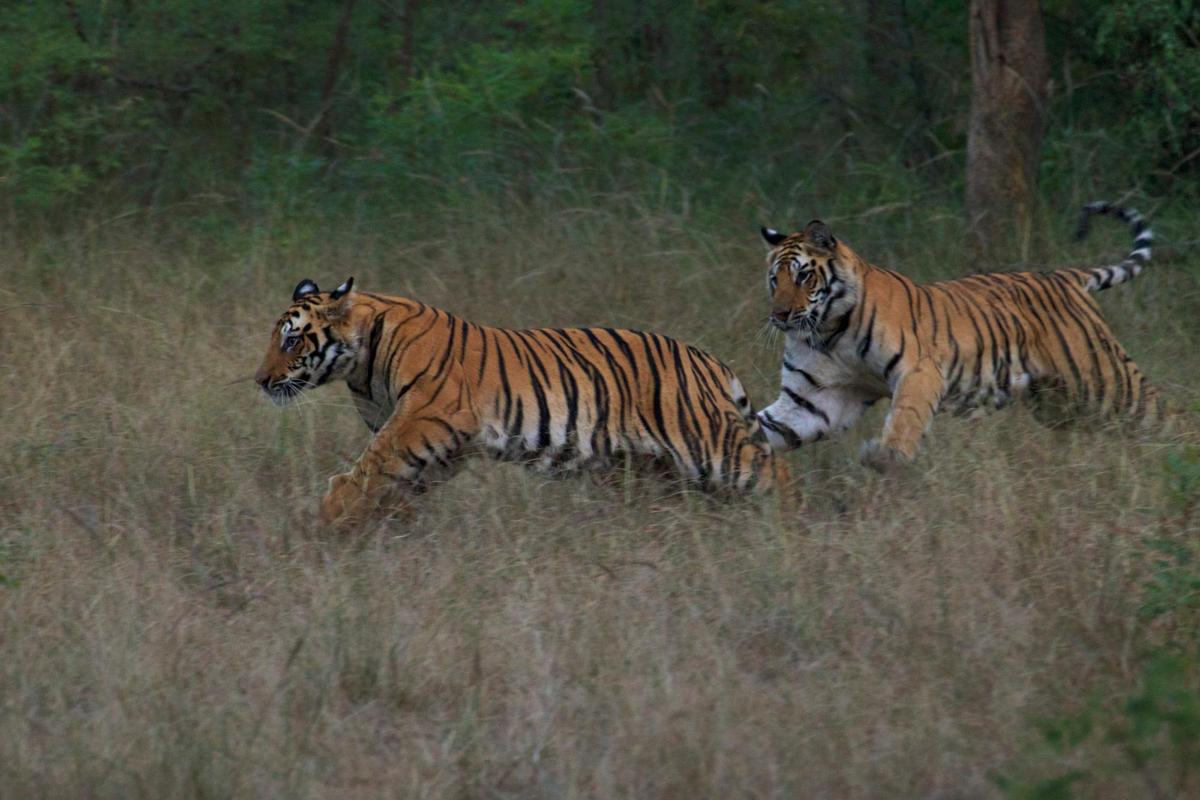 Two tiger cubs chasing each other in Bandhavgarh Tiger Reserve. Steve Winter/National Geographic