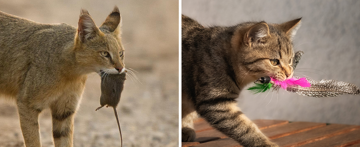 Cats carrying things in mouth