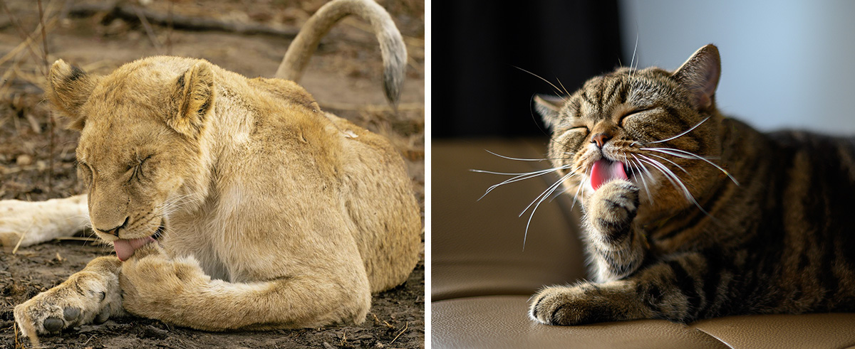 Cats grooming themselves