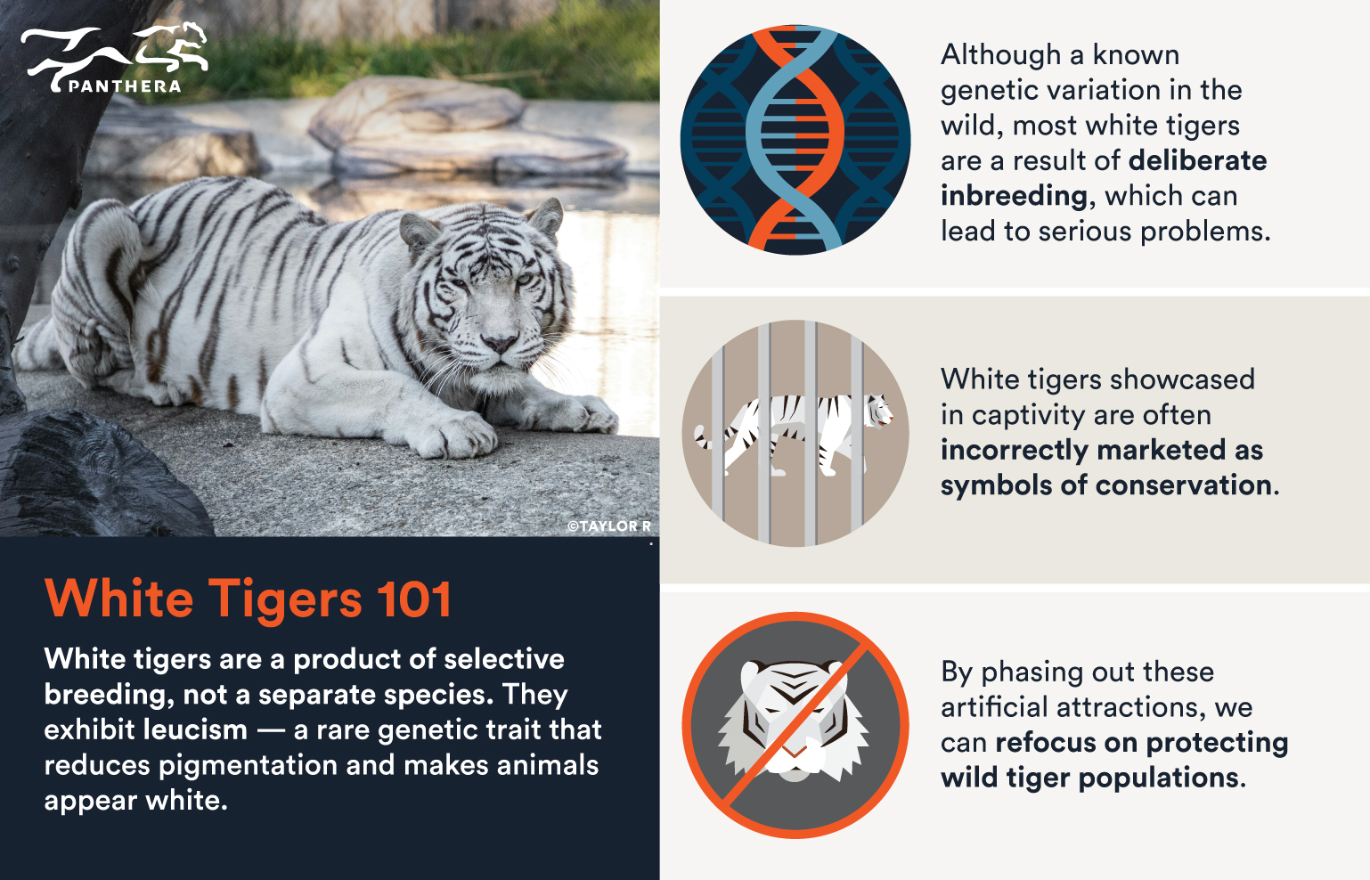 Wild Cats 101: White Tigers Explained | Panthera