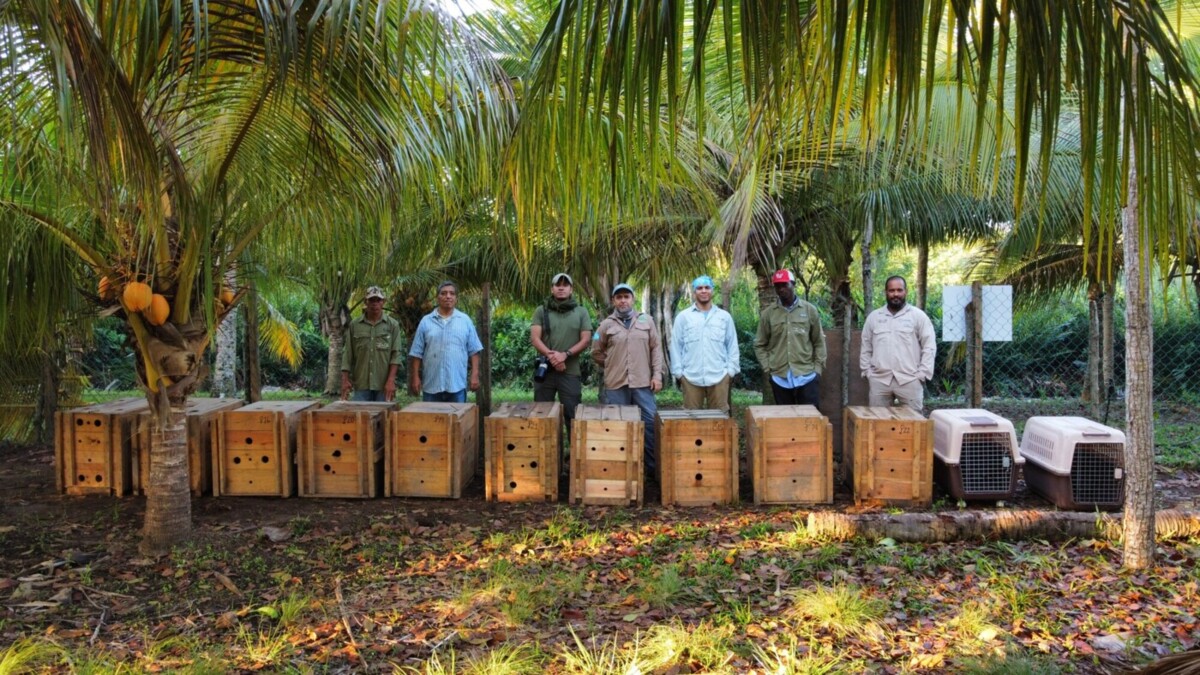 People stand behind a row of crates containing peccaries.