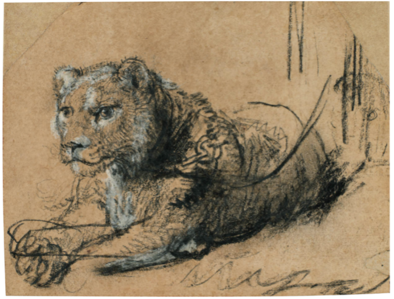 REMBRANDT HARMENSZ. VAN RIJN, YOUNG LION RESTING, CA. 1638–42,