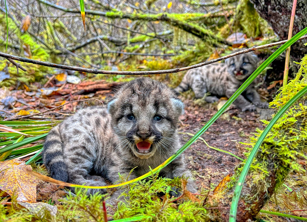 Puma kittens in Washington State