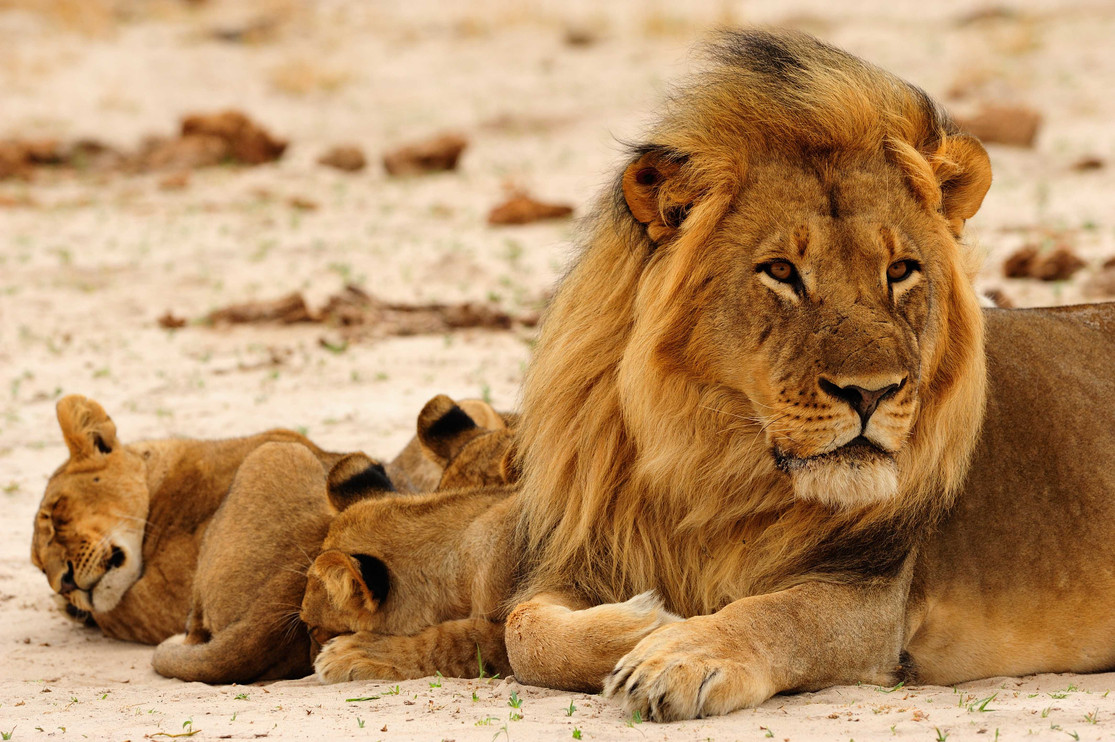 Lions in Hwange National Park, Zimbabwe. 