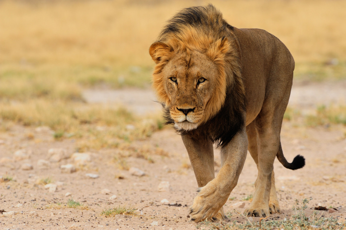 A male lion in Kalahari Desert, Botswana