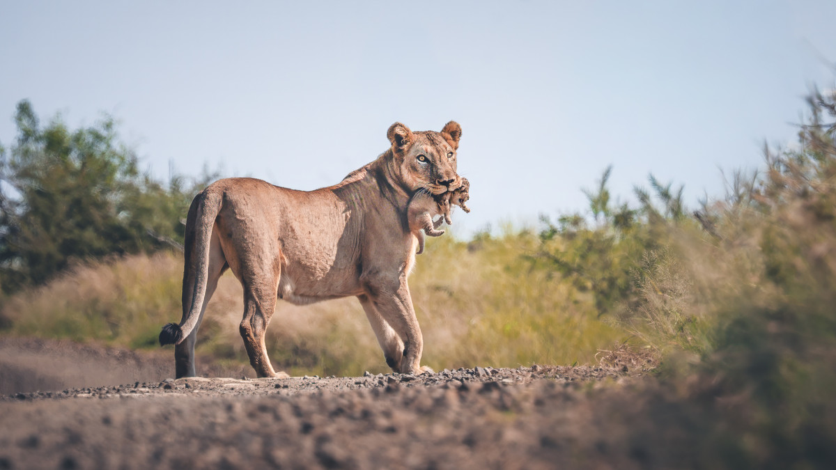 A lioness carries her cub in Kruger National Park, South Africa.