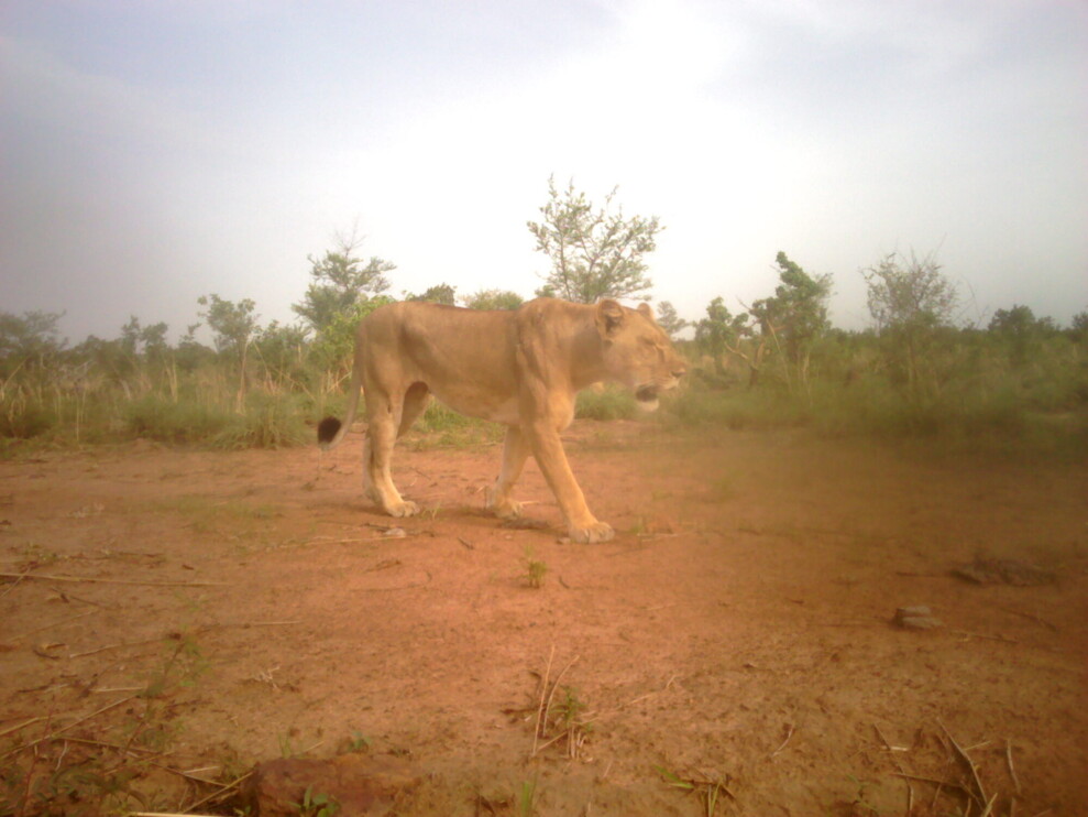 Lioness in Benin, West Africa