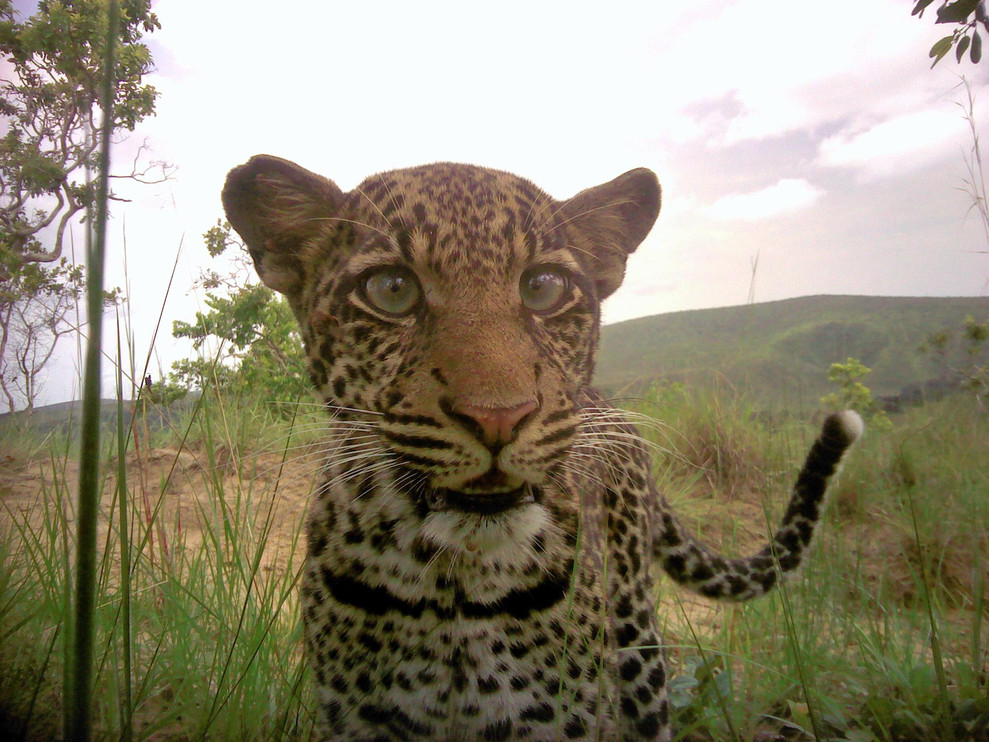 Leopard