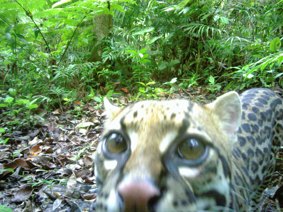 ocelot in Costa Rica