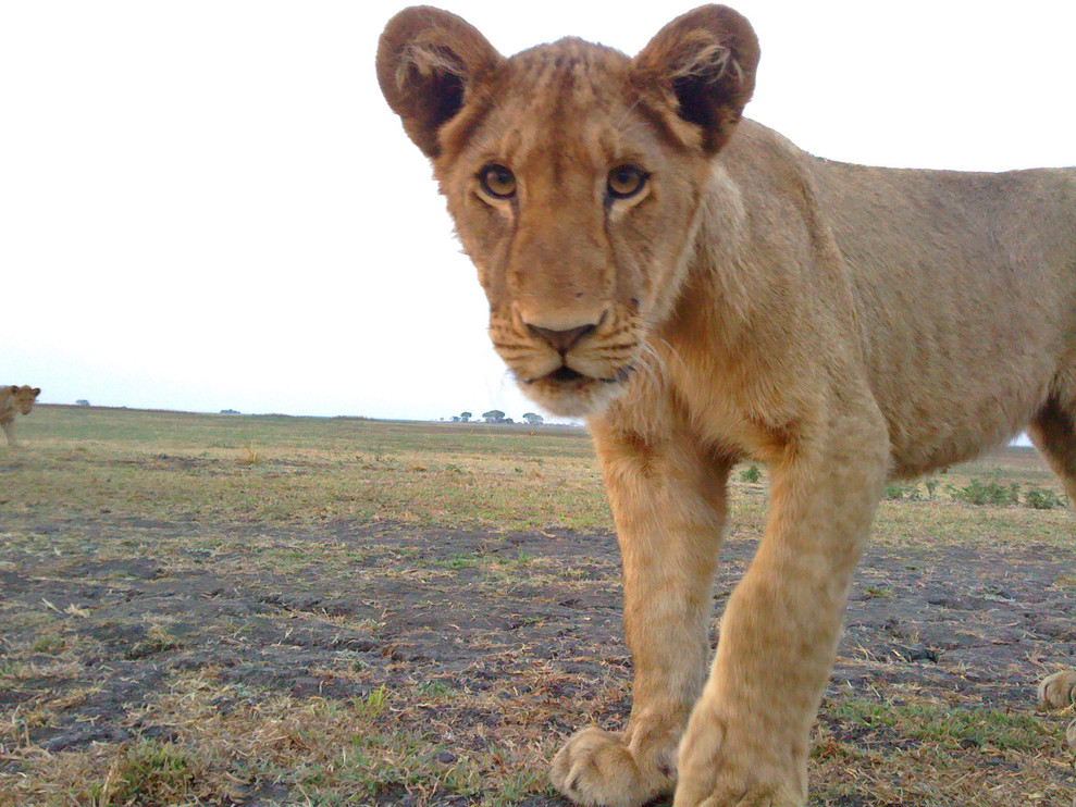 A lion cub in Kafue National Park, Zambia