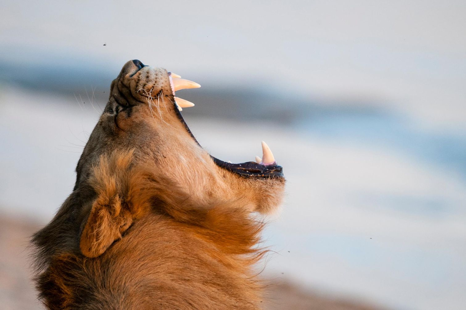 © SERGIO PITAMITZ/NATIONAL GEOGRAPHIC IMAGE COLLECTION 