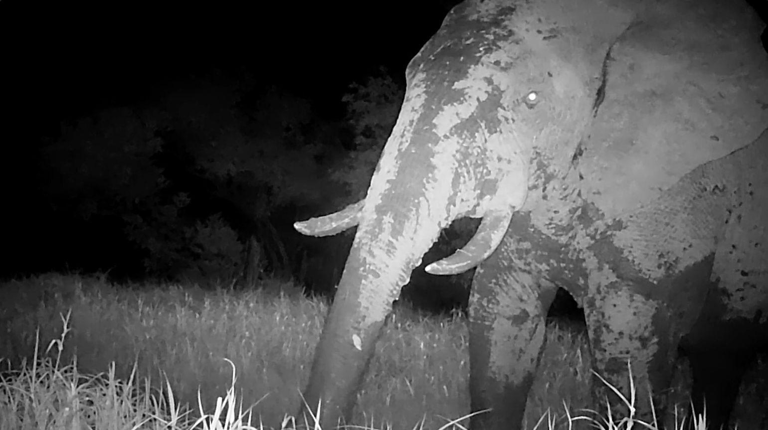 A lone male elephant photographed in Senegal's Niokolo Koba National Park
