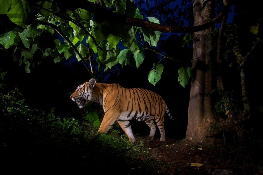 Tiger