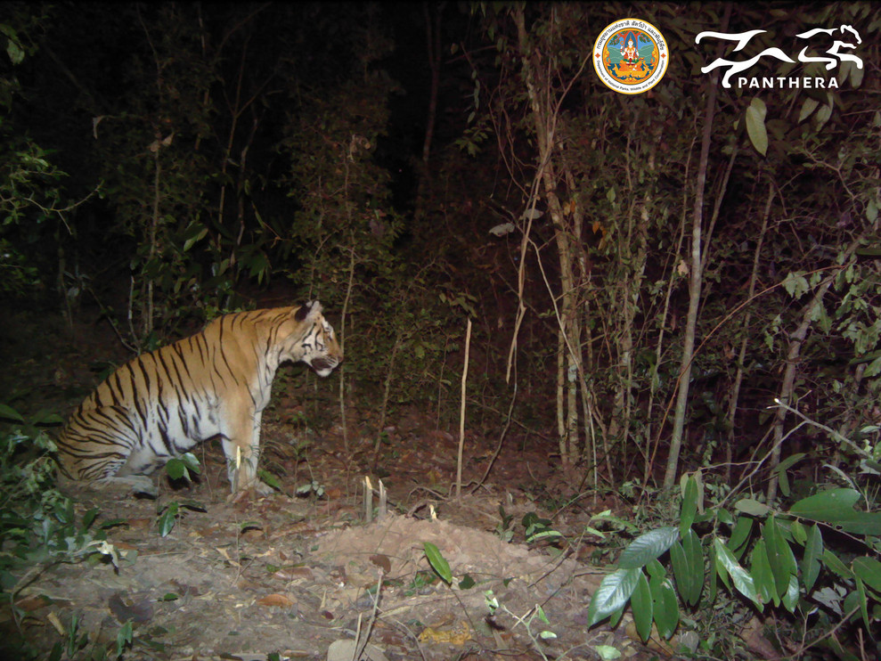 ©DPKYWRS/Panthera Thailand 