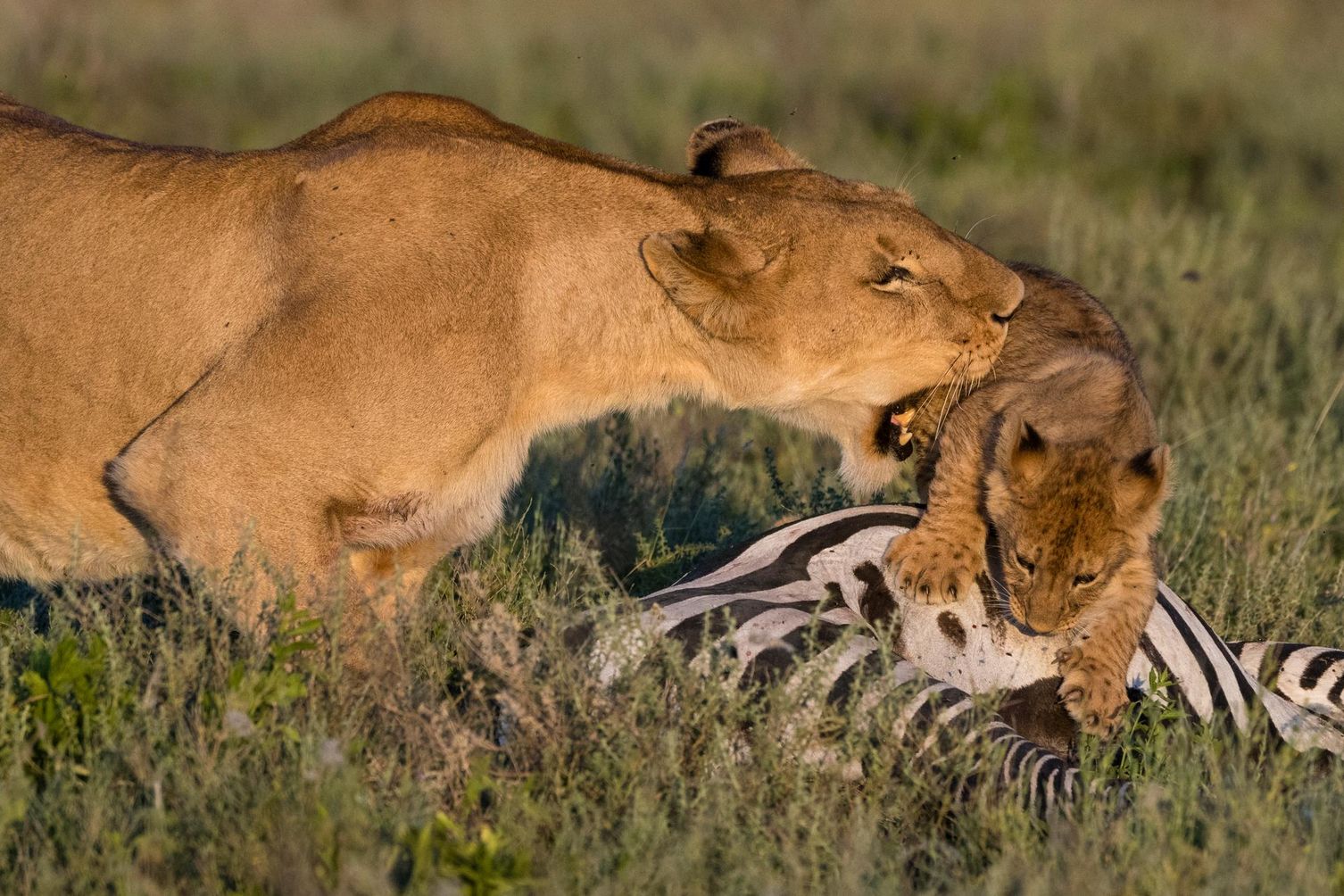 Sergio Pitamitz/National Geographic Image Collection