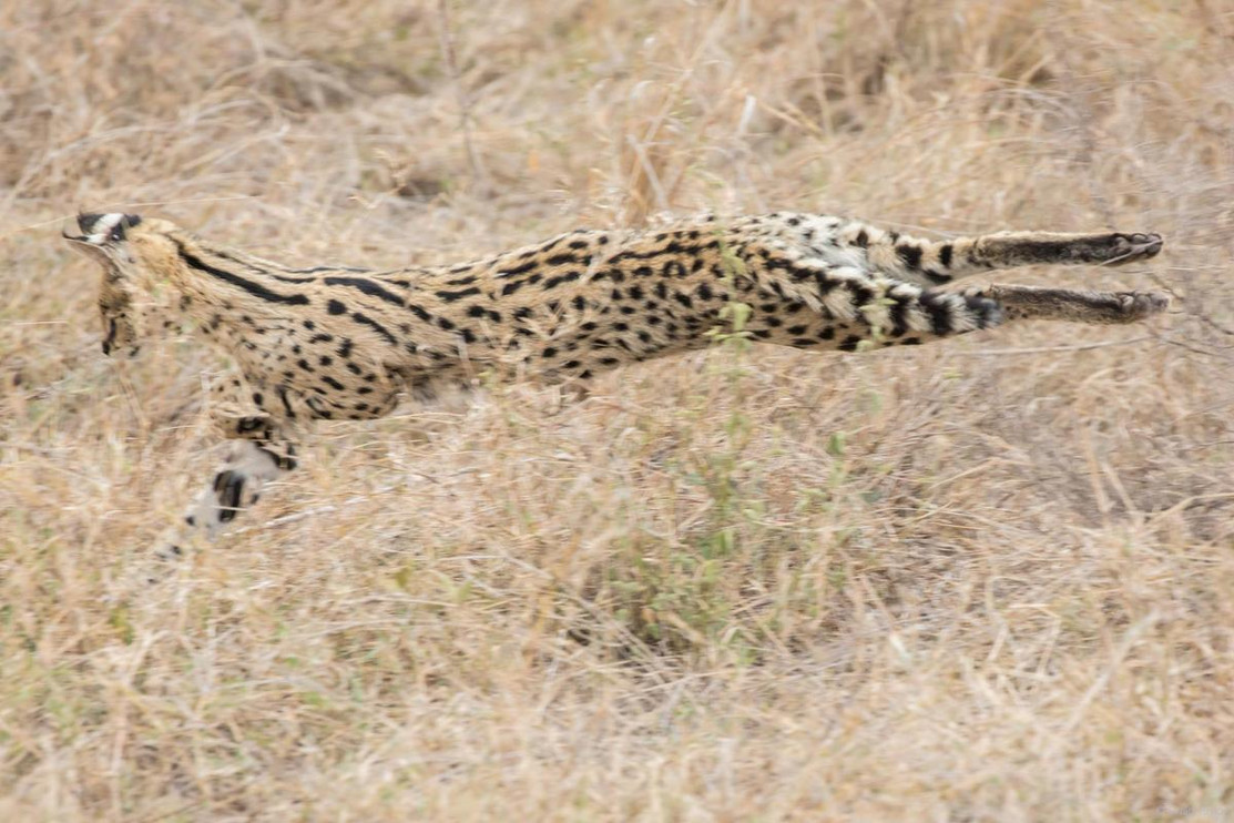 A serval leaping through grass