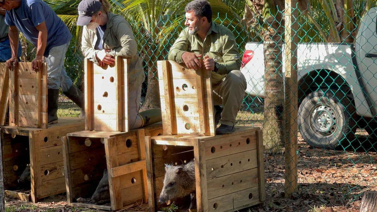 Panthera's team releases collared peccaries into their natural habitat in Jeannette Kawas National Park, Honduras.